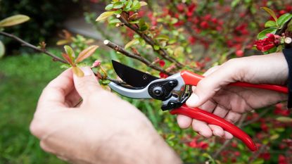 Sharp and clean pruning shears cutting a thin branch