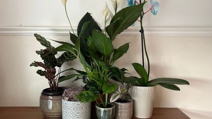 Collection of houseplants in ceramic pots on wooden shelf including calathea, monstera, orchid, tradescantia and peace lily