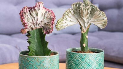 Two crested cacti Euphorbia lactea cristata in teal pots indoors