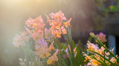 Can you grow orchids outdoors