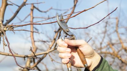 Tree pruning on a winters day