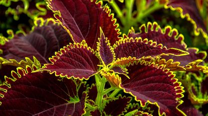 Multi-coloured coleus leaves