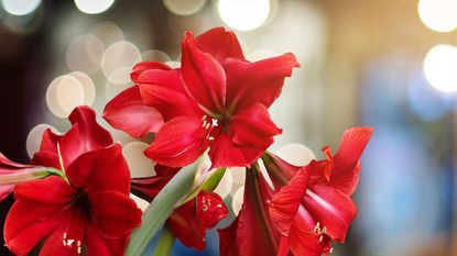 amaryllis plant with red flowers 