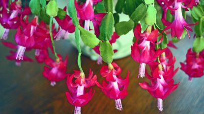 Christmas cactus with pink flowers