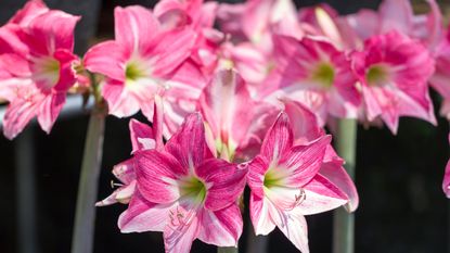 pink amaryllis flowers in bloom outside