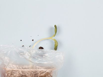 Seeds Growing In A Plastic Bag