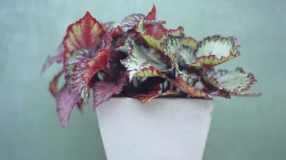 Potted begonia against a teal background