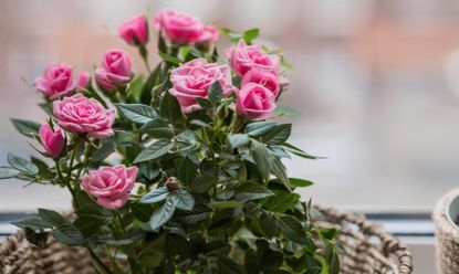 close up of pink miniature roses in a wicker basket