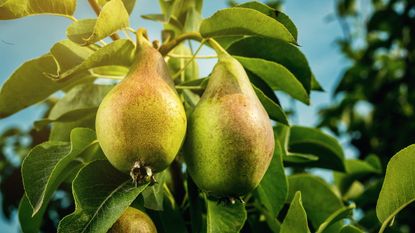 Pears on a tree in the sunshine