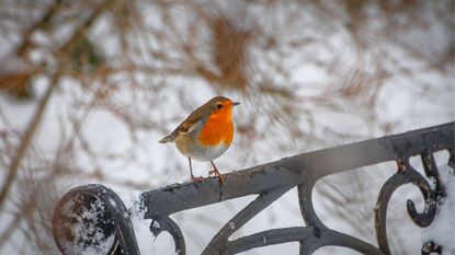 Grief at Christmas