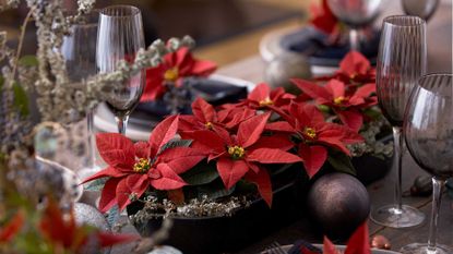 how to care for poinsettias – mini poinsettias on festive table