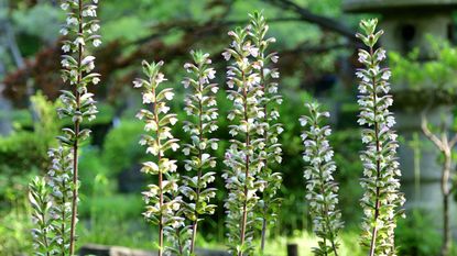 Acanthus, or bear&#039;s breeches, with white flower spikes in a sunny garden