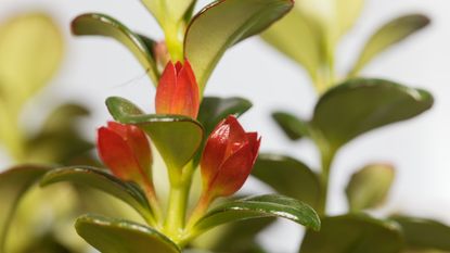 Flower of a goldfish plant, Nematanthus gregarious