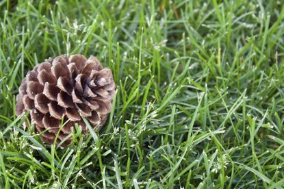 Single Pinecone On Green Grass