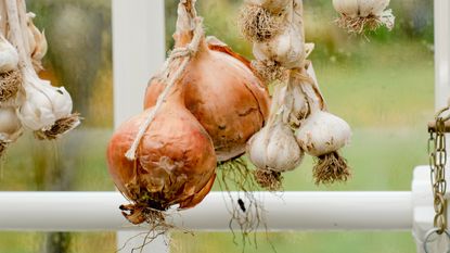 Plaited onions and garlic hanging against greenhouse window