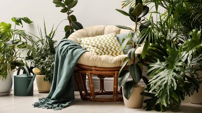 houseplants in cozy living room