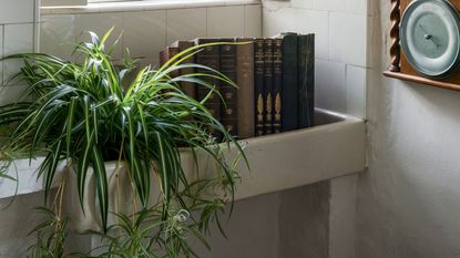 Spider plant growing in repurposed sink next to books in bathroom