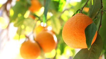 Oranges ripening on a tree