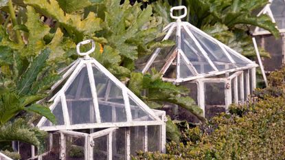 White and glass cloche in garden