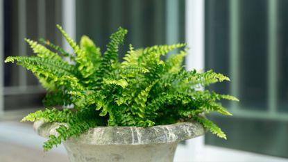 Beautiful fresh Boston fern in a pot in the home garden