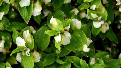 White and green leaves of schefflera alpina