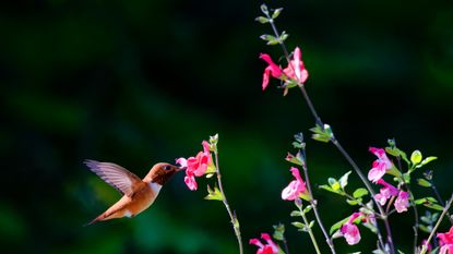 Hummingbird feeding on pink salvia flowers in a garden