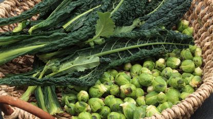 A basket of kale and brussels sprouts