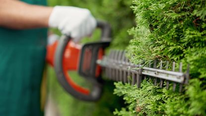 Hedge cutting with an electric trimmer