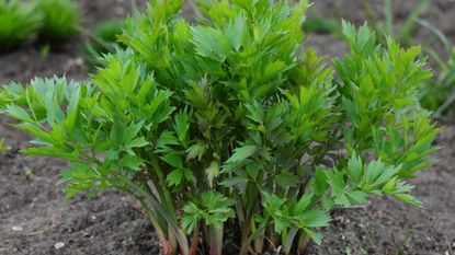 Lovage growing in a garden