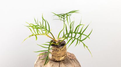 Potted philodendron tortum