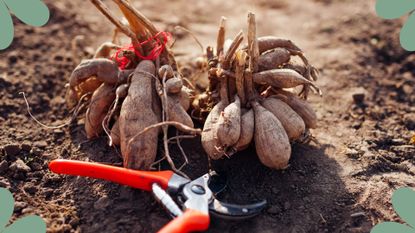 picture of dahlias tubers on soil 