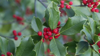 Holly tree with red berries in a winter garden