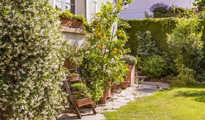 lemon tree growing in a garden