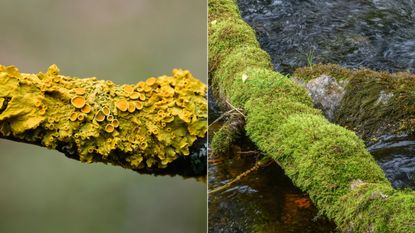 Lichen vs moss