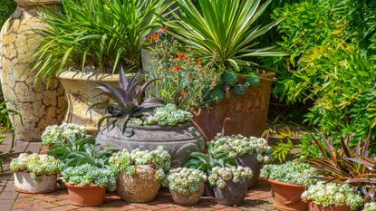 Terracotta pots with green foliage 