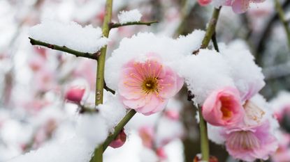 Pink Japanese plum flowers in snow