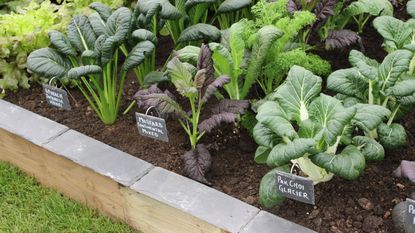 Spinach &#039;Japanese Hohei&#039;, mustard &#039;Continental Mixed&#039; and pak choi &#039;Glacier&#039; growing in raised vegetable bed at RHS Chelsea Flower Show 2023