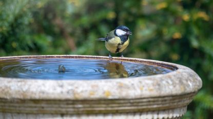 great tit bird sitting on the edge of a stone bird bath filled with water