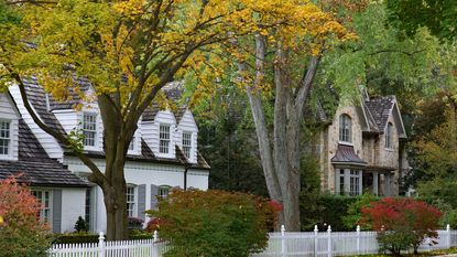 trees in front gardens