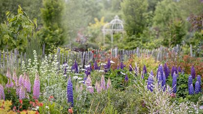 Lupines in English cottage style garden