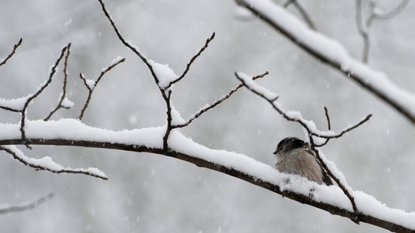 A small bird sits on a snow-covered branch in the village of Marsden, northern England, on January 21, 2015, during heavy snowfall. 