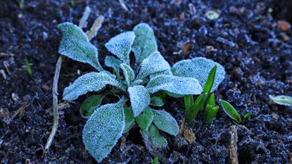 Frosty leaves in the garden