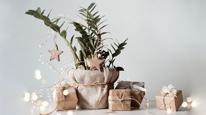 Houseplant dressed up for Christmas with presents