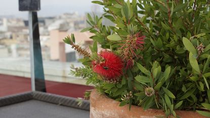 Bottlebrush tree growing in a terracotta pot