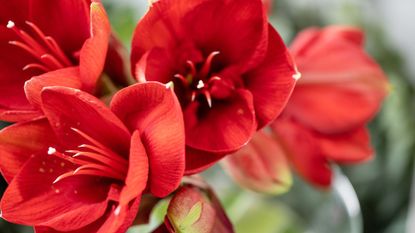 Close up of a red amaryllis