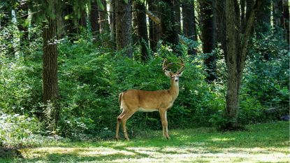 Deer-resistant shade plants