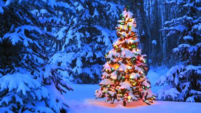 A lit Christmas tree in the snowy woods