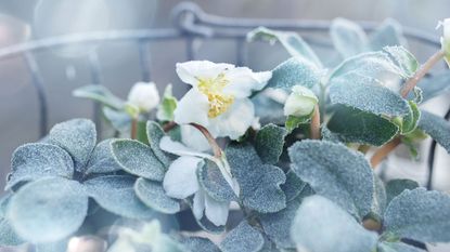 white hellebores covered with frost in container