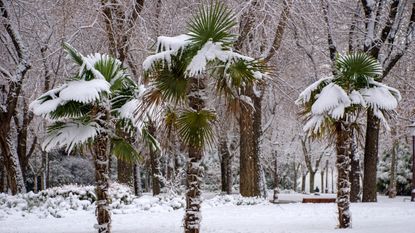 Three palm trees in a snowy garden during winter