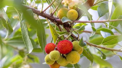 Arbutus unedo or the strawberry tree, with green leaves and red fruits in summer